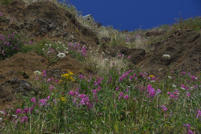 a hillside of wildflowers